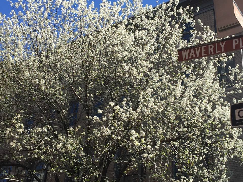 161 West 10th Street 1D Greenwich Village New York NY 10014